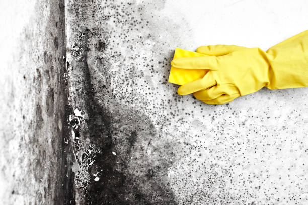 Certified Mold Removal in Atlanta, TX