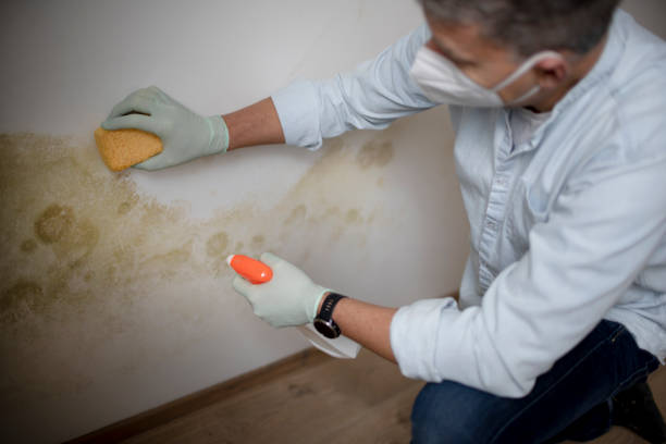 Best Certified Mold Removal  in Atlanta, TX