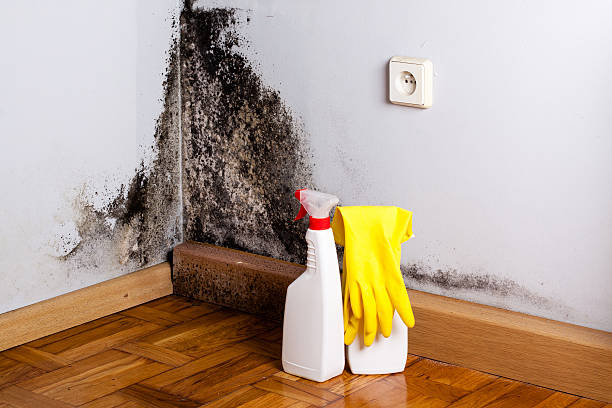 Best Mold Cleaning Services  in Atlanta, TX