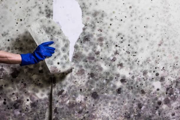 Best Attic Mold Removal  in Atlanta, TX