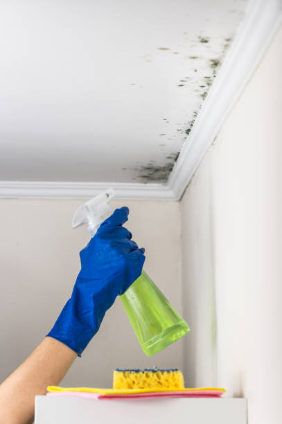 Professional Mold Removal in Atlanta, TX